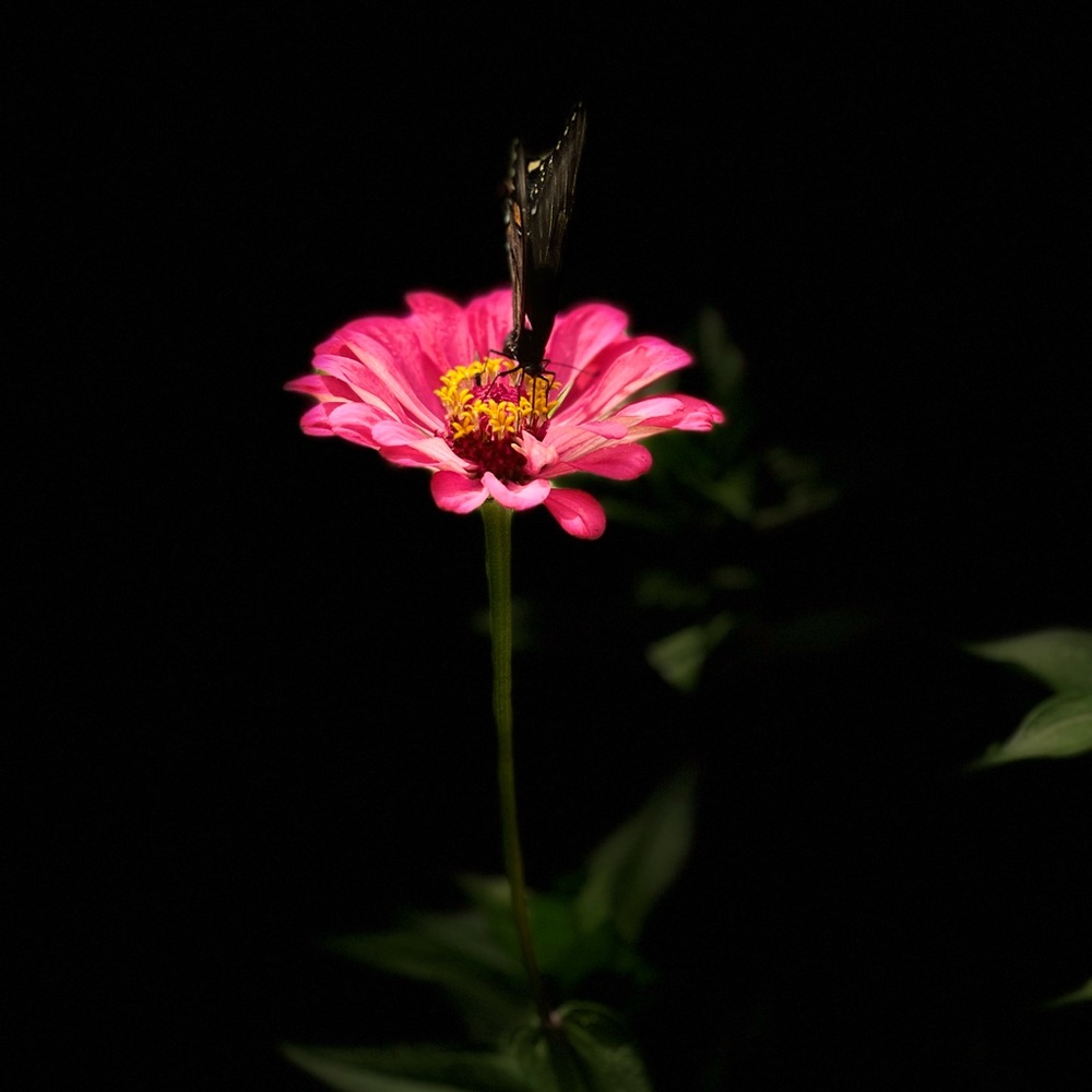 Meet your Posher, Lissa